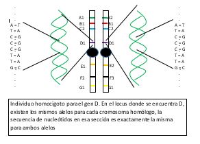 ADN4-1.jpg
