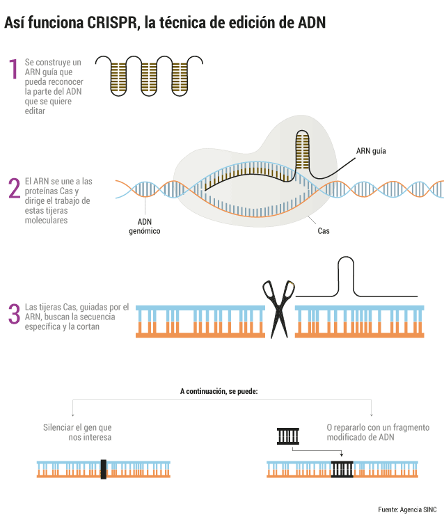 CRISPR-edicin-de-ADN.gif