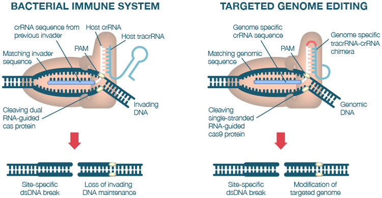 CRISPR-effector-complex.jpg