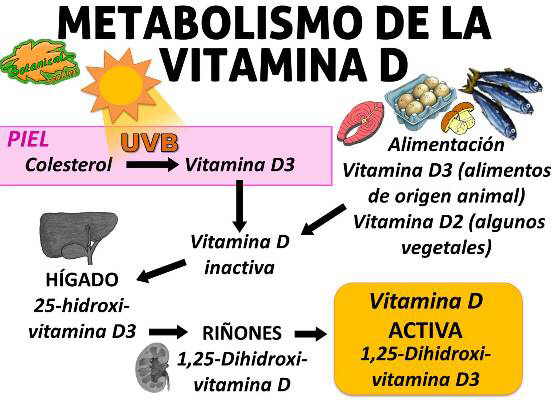 Metabolismo-vitamina-D.jpg