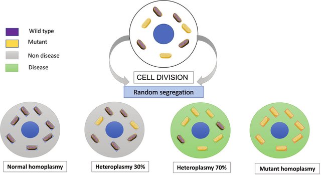 Mitochondrial-homoplasmy-and-heteroplasmy-T.jpg