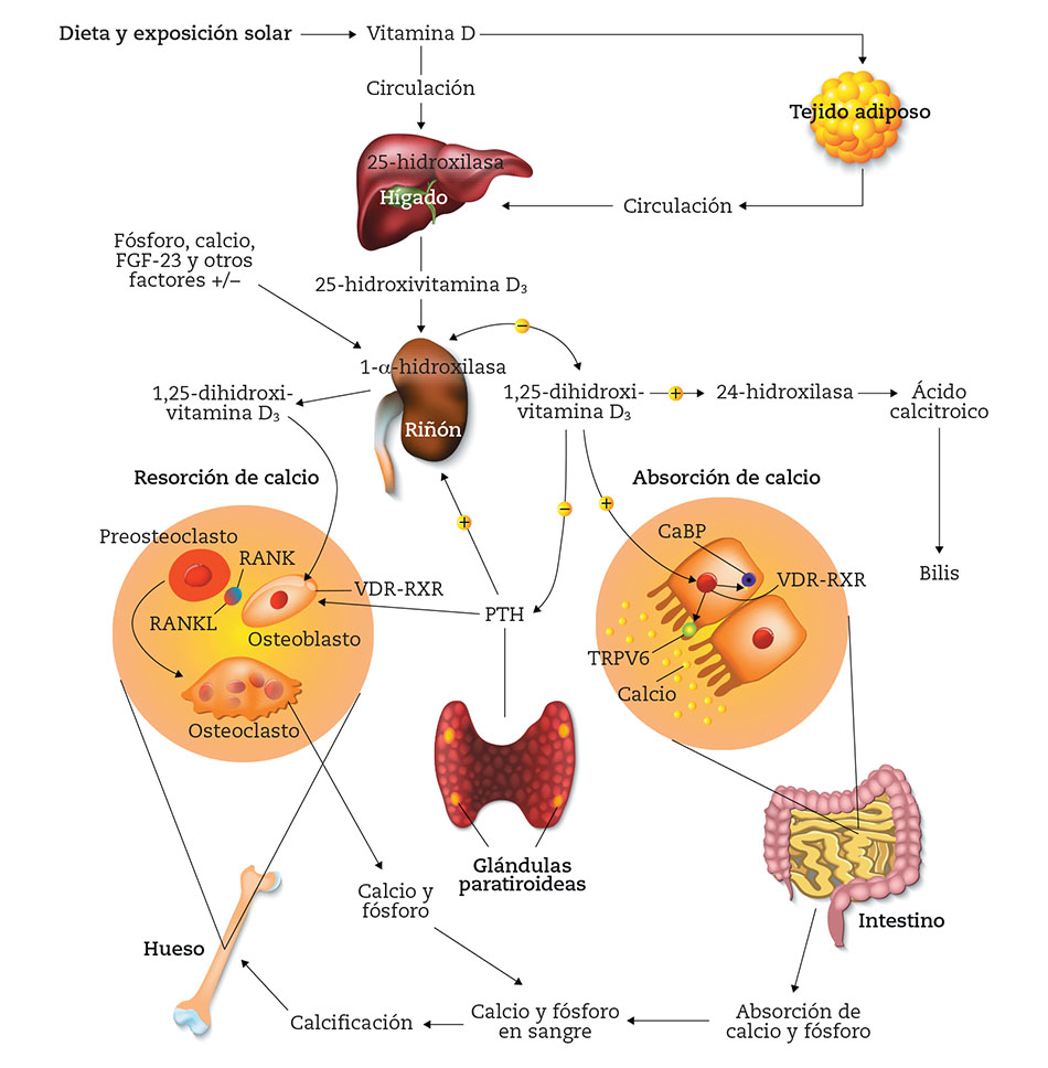 Sntesis-y-metabolismo-de-la-vitamina-D-en-la-regulacin-del-metabolismo-del-calcio-el-fsforo-y-el-hueso.jpg