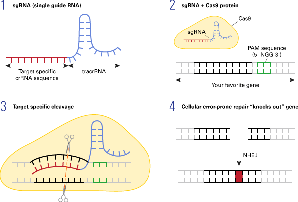 The-principle-of-CRISPR-Cas9.gif