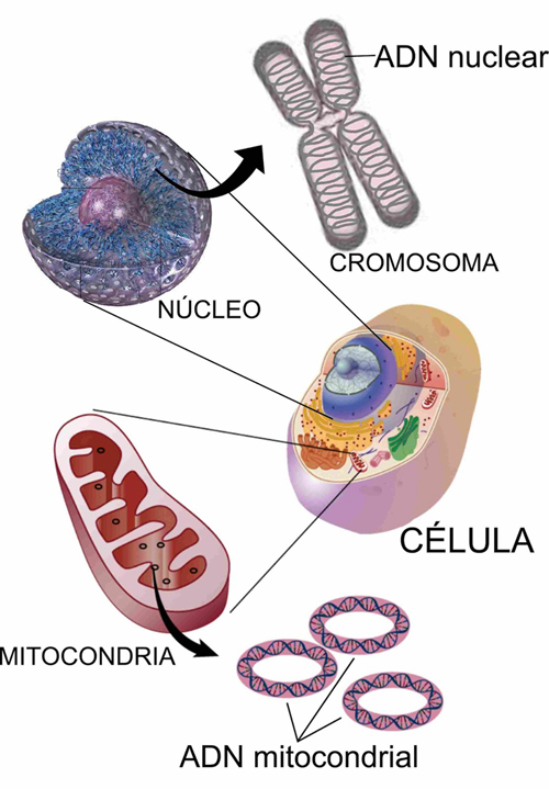celula-mitocondria500.jpg