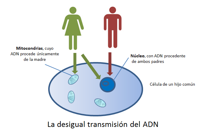 desigual-transmisin-del-adn.png