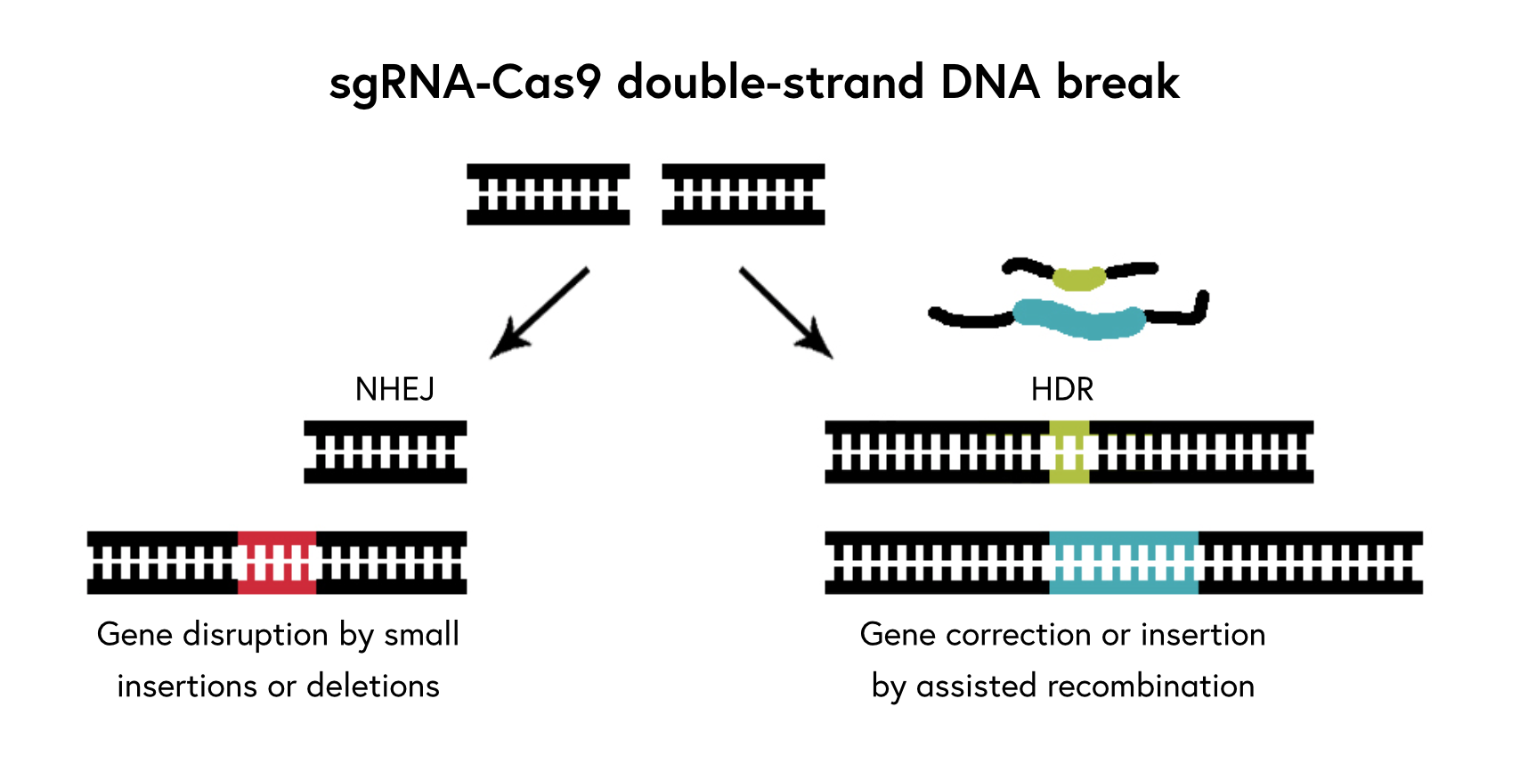 dsDNA-break-and-repair.png