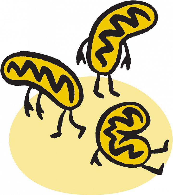 illustration-tired-mitochondria.jpg