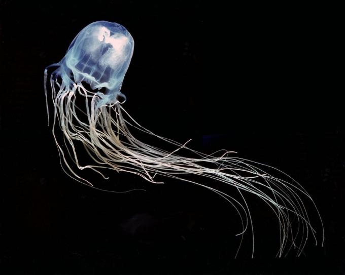 medusa-avispa-o-caja.jpg