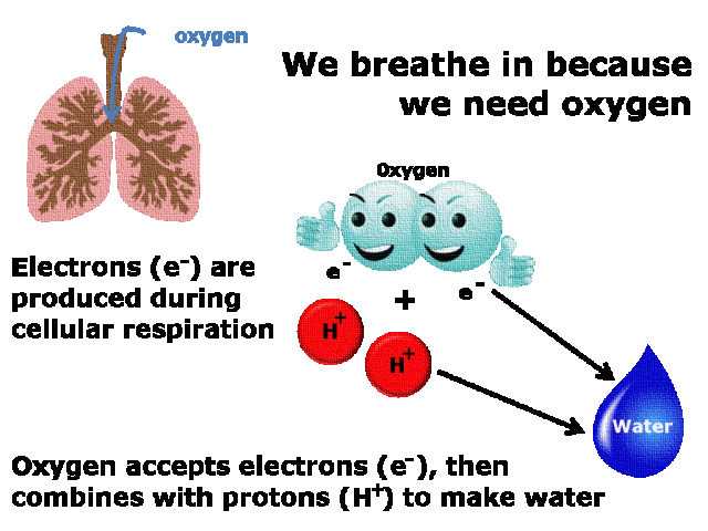 oxygen-infographic.gif